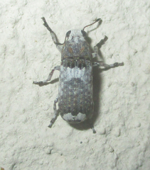 Cylindroides albocinctus