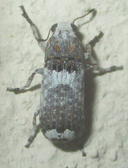 Cylindroides albocinctus