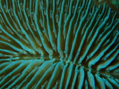 Pleuractis paumotensis