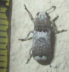 Cylindroides albocinctus