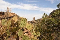 Opuntia chisosensis