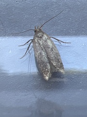 Bryotropha terrella