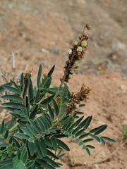 Astragalus mahoschanicus