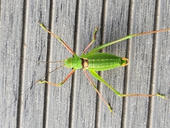 Poecilimon schmidtii