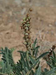 Astragalus mahoschanicus