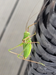 Poecilimon schmidtii