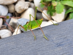 Poecilimon schmidtii