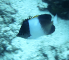 Hemitaurichthys zoster