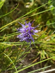 Allium cyaneum