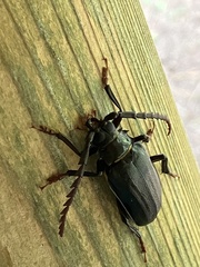 Prionus insularis insularis