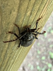 Prionus insularis insularis