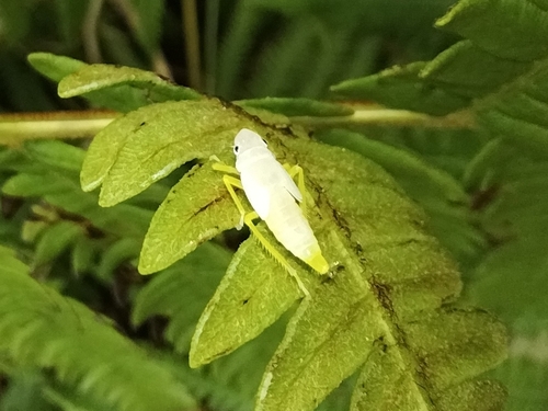 Black-tipped Leafhopper
