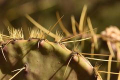 Opuntia chisosensis