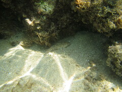 Gobius incognitus