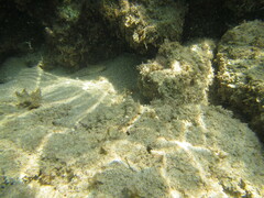 Gobius incognitus