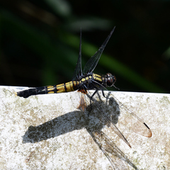 Orthetrum melania