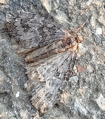 Hydriomena furcata