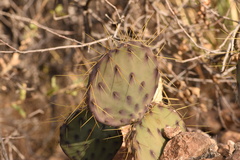 Opuntia chisosensis