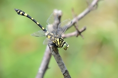 Ictinogomphus