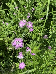 Dianthus superbus superbus