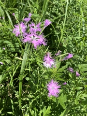 Dianthus superbus superbus
