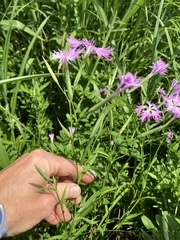 Dianthus superbus superbus