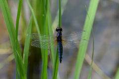 Lyriothemis pachygastra