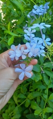 Plumbago auriculata