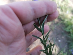 Adenophora stenanthina