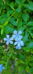 Plumbago auriculata