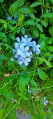 Plumbago auriculata