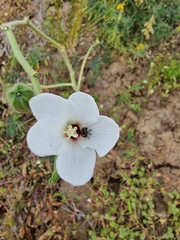Abelmoschus ficulneus