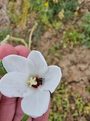 Abelmoschus ficulneus