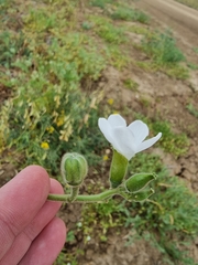 Abelmoschus ficulneus