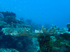 Acropora abrotanoides