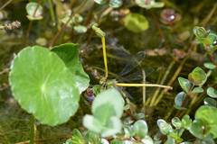 Ceriagrion melanurum
