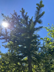 Abies procera