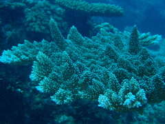 Acropora abrotanoides