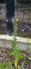 Hieracium sabaudum vagum