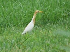 Bubulcus ibis coromandus