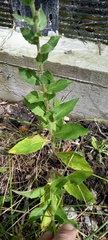 Hieracium sabaudum vagum