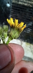 Hieracium sabaudum vagum