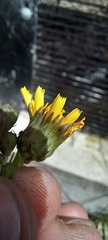 Hieracium sabaudum vagum