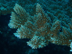 Acropora abrotanoides
