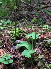 Ranunculus lapponicus