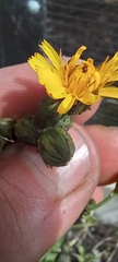 Hieracium sabaudum vagum