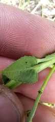 Hieracium sabaudum vagum