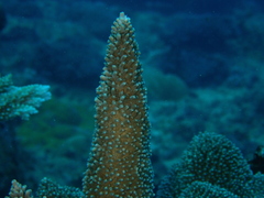 Acropora abrotanoides