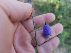 Adenophora stenanthina