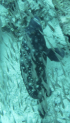 Epinephelus coeruleopunctatus